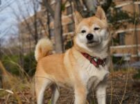 日本犬