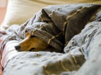 犬