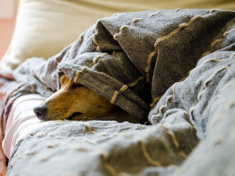 犬
