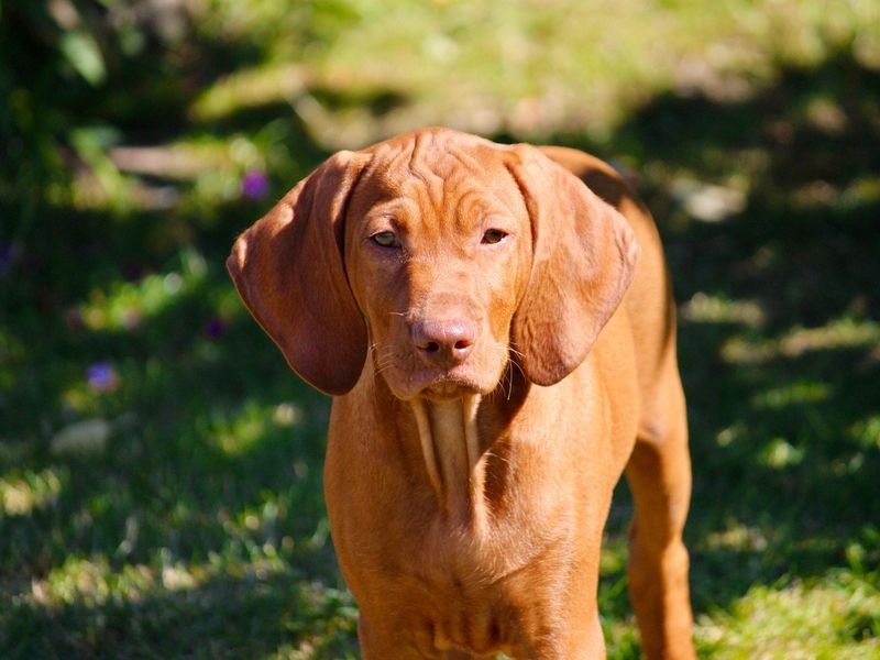 ショートヘアード・ハンガリアン・ビズラ