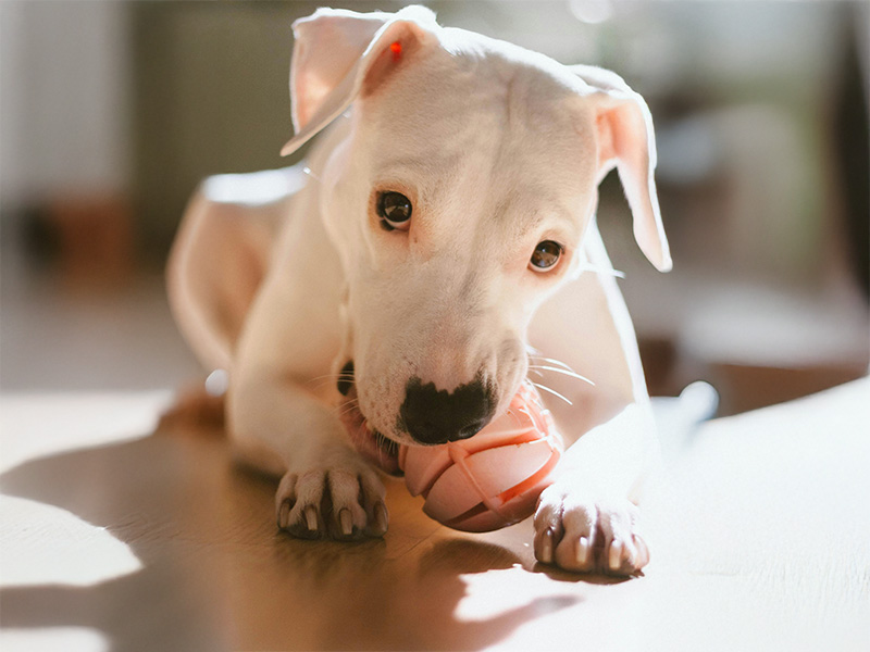 ドゴ・アルヘンティーノ