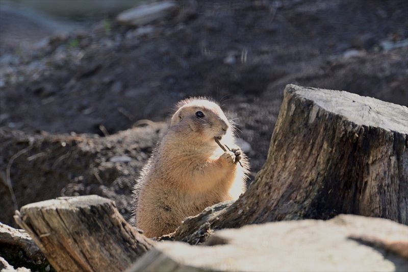 プレーリードッグ