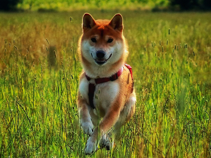 柴犬