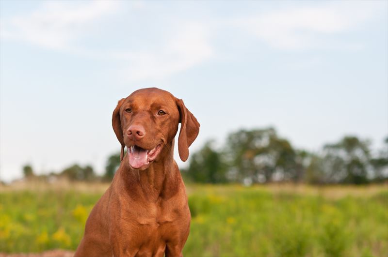 ショートヘアード・ハンガリアン・ビズラ