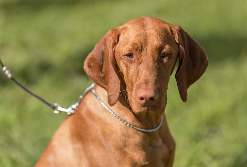 ショートヘアード・ハンガリアン・ビズラ