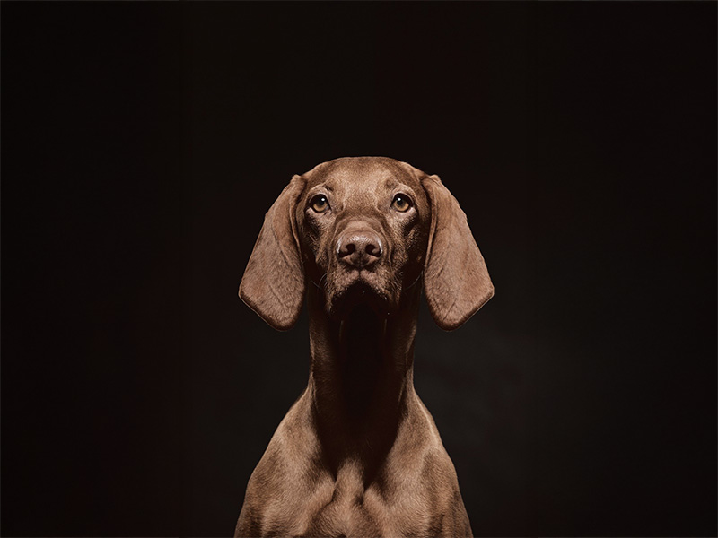 ショートヘアード・ハンガリアン・ビズラ