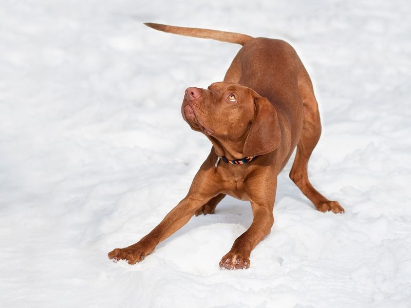 ショートヘアード・ハンガリアン・ビズラ