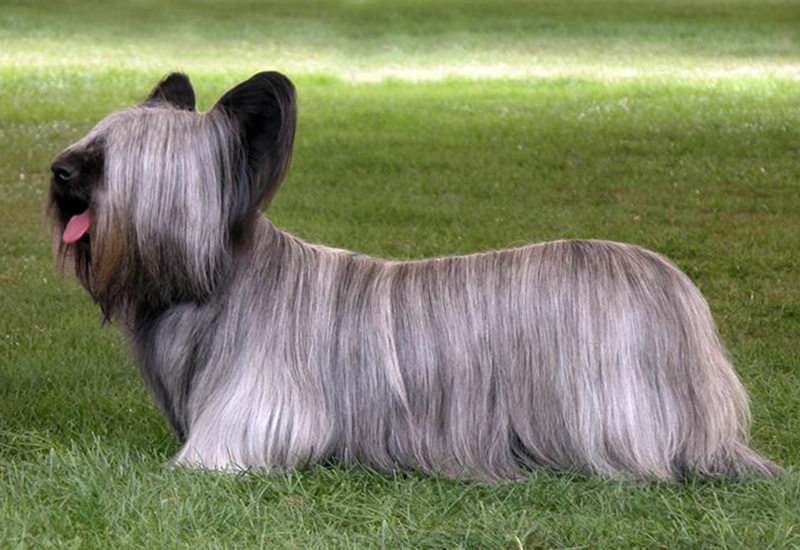 スカイ・テリア