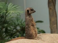 ミーアキャット