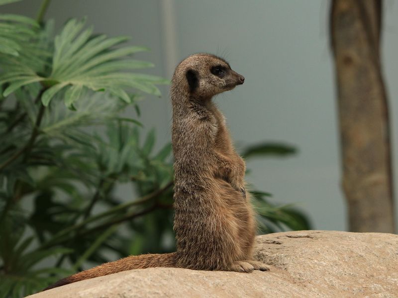 ミーアキャット