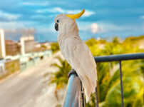 オウムの飼い方