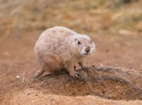 プレーリードッグ