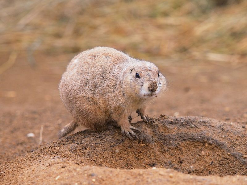 プレーリードッグ