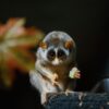 スローロリスの飼い方