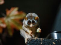 スローロリスの飼い方