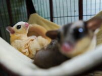 フクロモモンガの飼い方