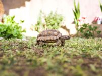 リクガメの飼い方