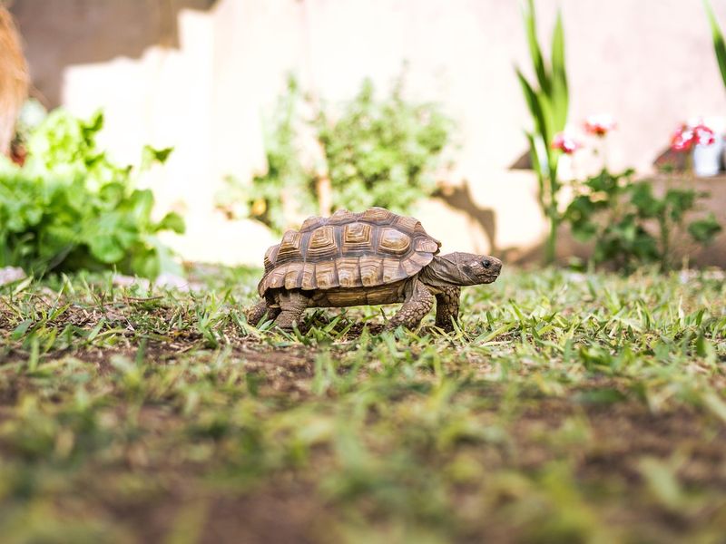 リクガメの飼い方