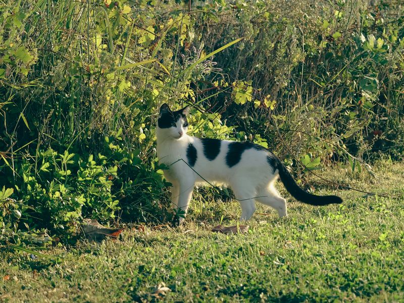 ぶち猫