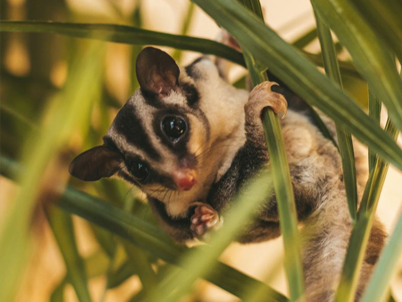 フクロモモンガ