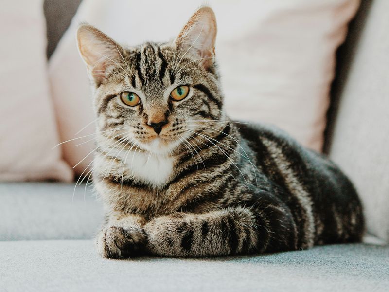 トラ猫