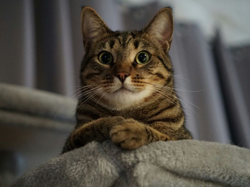 トラ猫