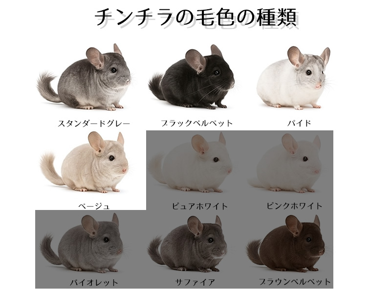 チンチラの毛色の種類
