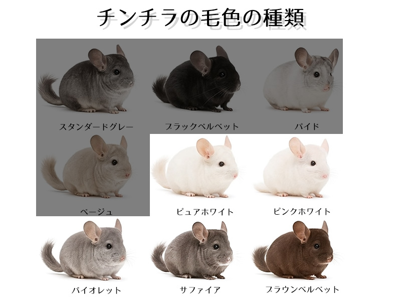 チンチラの毛色の種類