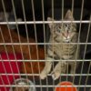 猫の引き取り