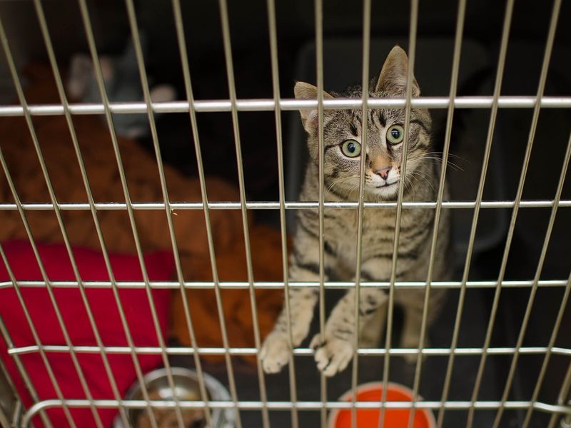 猫の引き取り