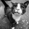 猫のひげ