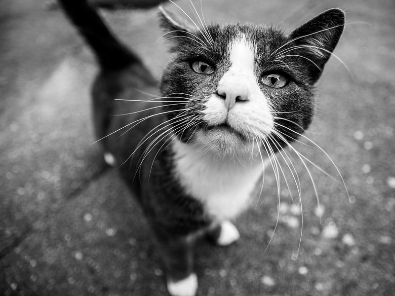 猫のひげ