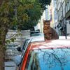 猫と車
