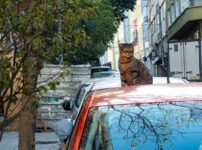 猫と車