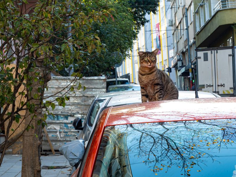 猫と車