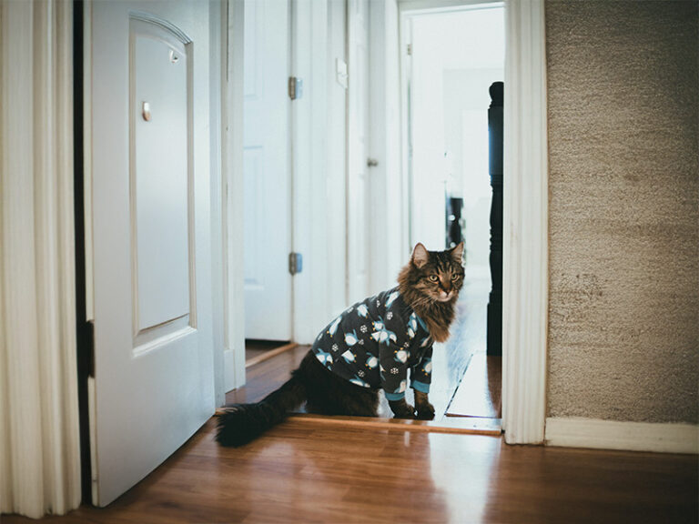 猫の服おすすめ15選！服のメリット・デメリットから選び方や着せ方のコツ nademo ペットメディア【nademo [なでも]】