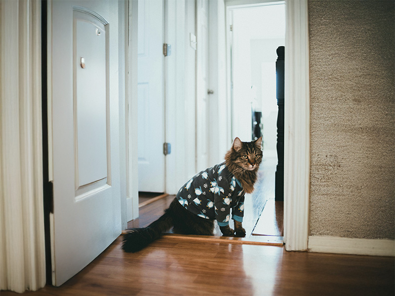 服を着ている猫