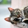 猫の脱水症状