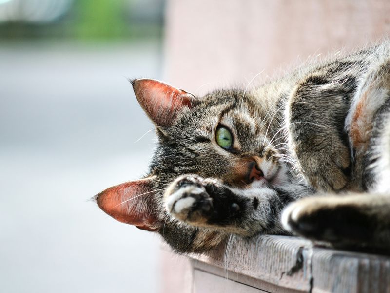 猫の脱水症状