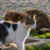 猫の脱走