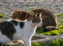 猫の脱走