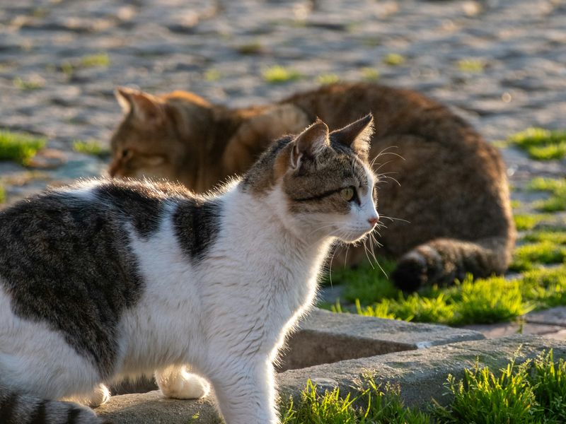 猫の脱走