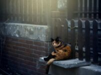 猫の最期