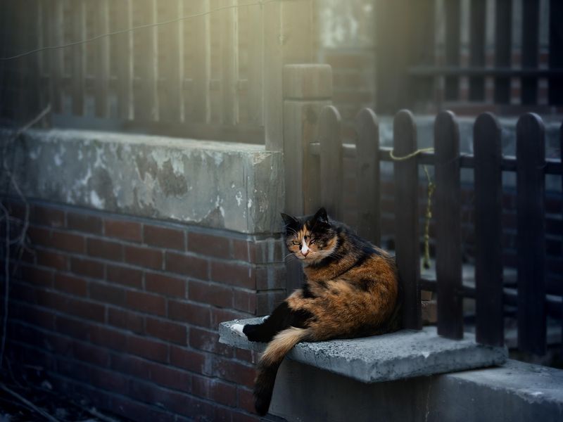 猫の最期