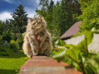 猫アレルギーでも飼える猫