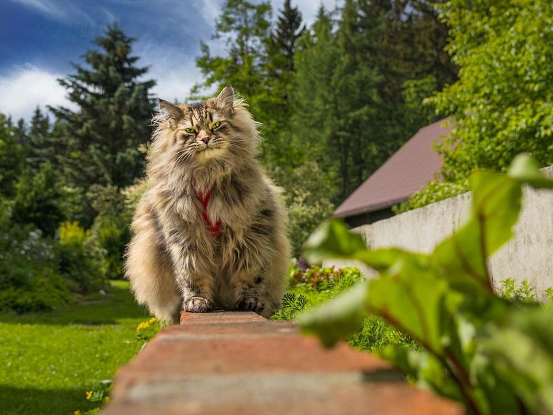 猫アレルギーでも飼える猫