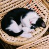 猫の仕草