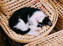猫の仕草