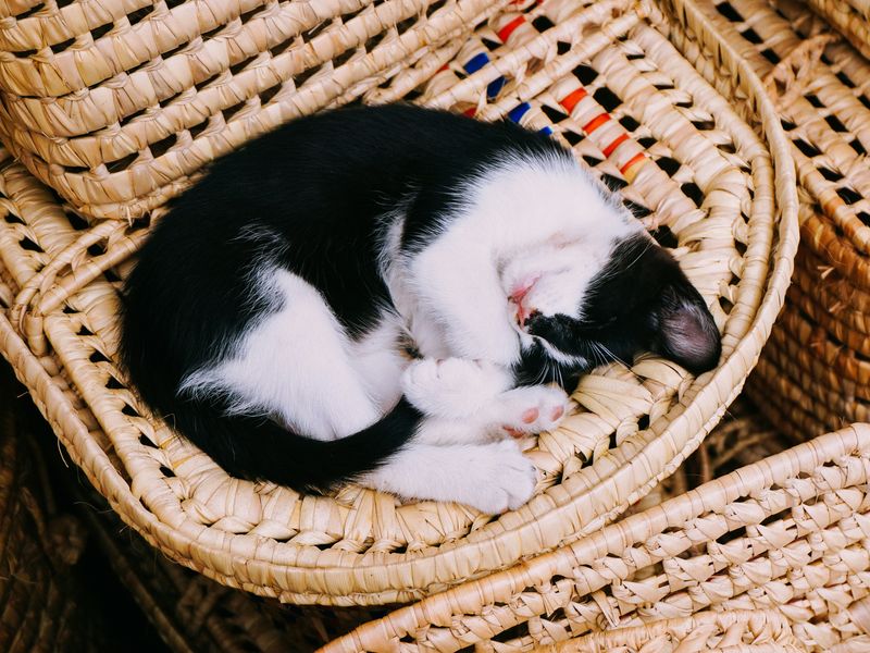 猫の仕草