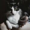 猫の健康管理